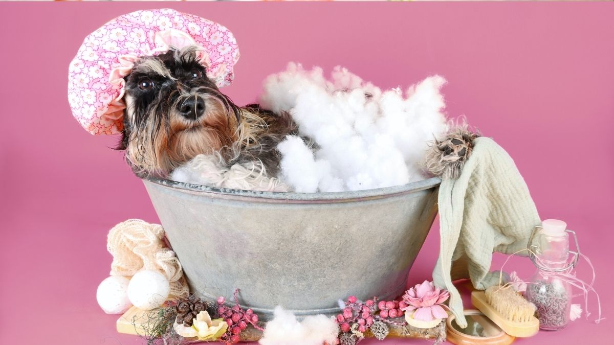 Signs Your Dog Is Stressed Based on Their Body Language