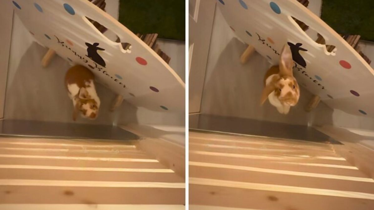 A Clever Bunny That Knocks When She Wants Company