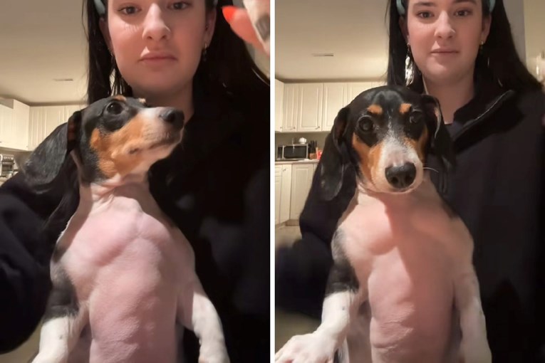 Dachshund Turns Into an Internet Sensation Thanks to His Muscular Build