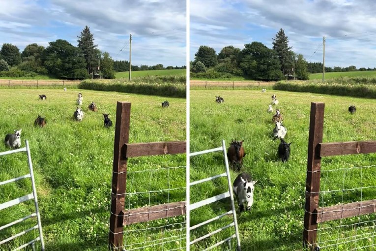 Tiny Goats Racing Across A Scottish Field Have The Internet Smiling