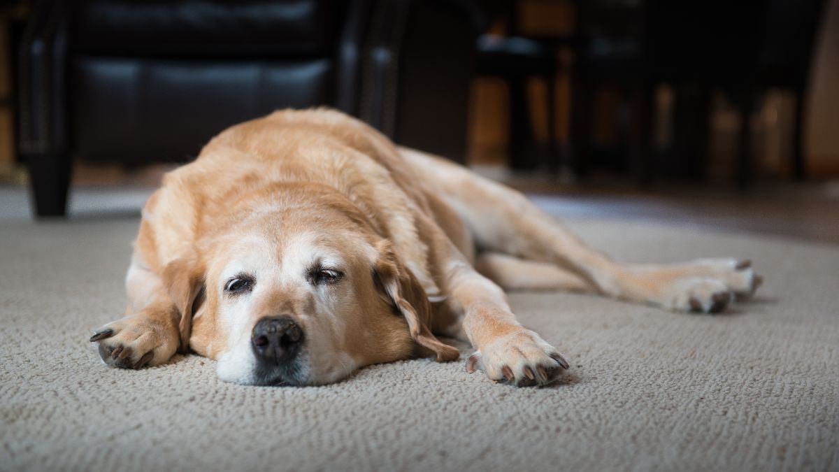 8 Signs Your Dog Might Be Running On Empty