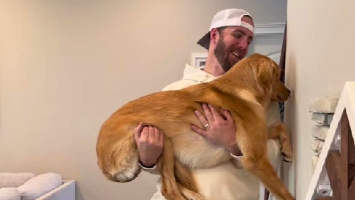 Only One of Three Retrievers Passed a Viral Intelligence Test