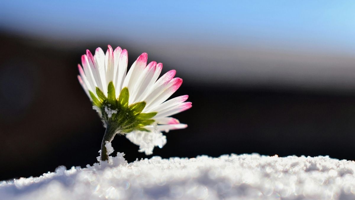 Flowers That Bloom in Winter to Brighten Your Garden