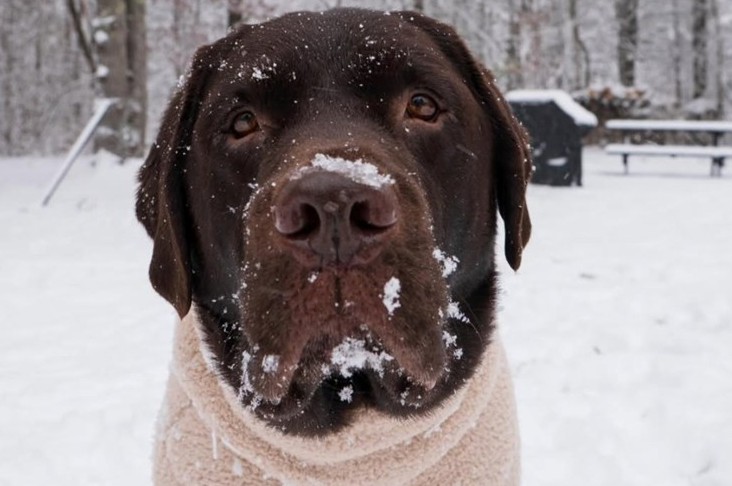 This Labrador Will Brighten Your Day After Discovering Sledding