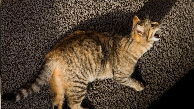 Seven Cat Behaviors with Perfectly Logical Explanations