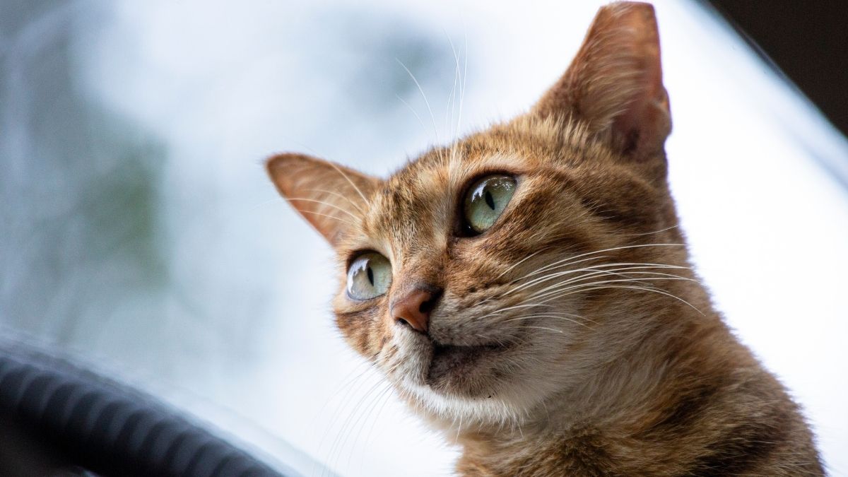 Cat Sneaks Out and Instantly Regrets It in Viral Video That Delighted the Internet