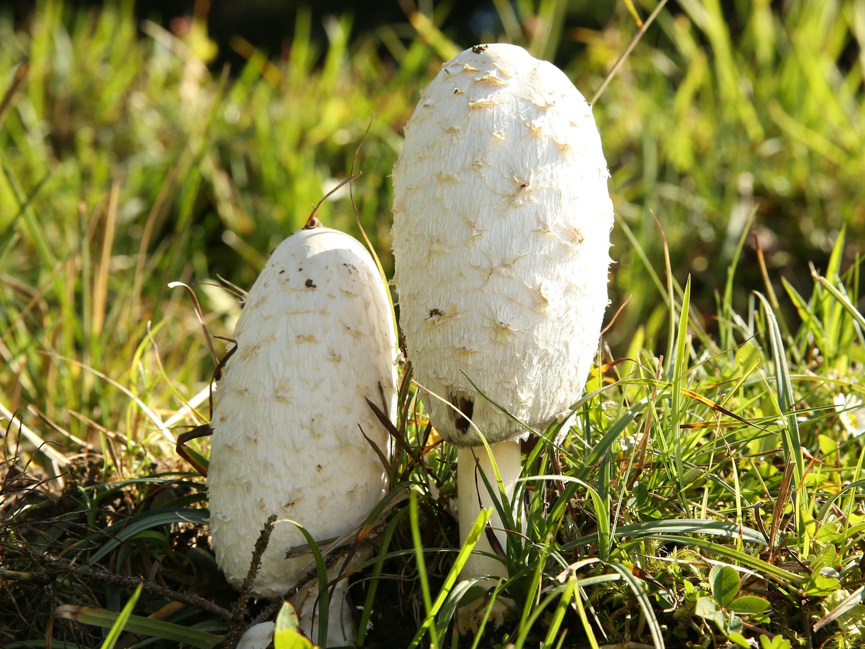 Shaggy Mane