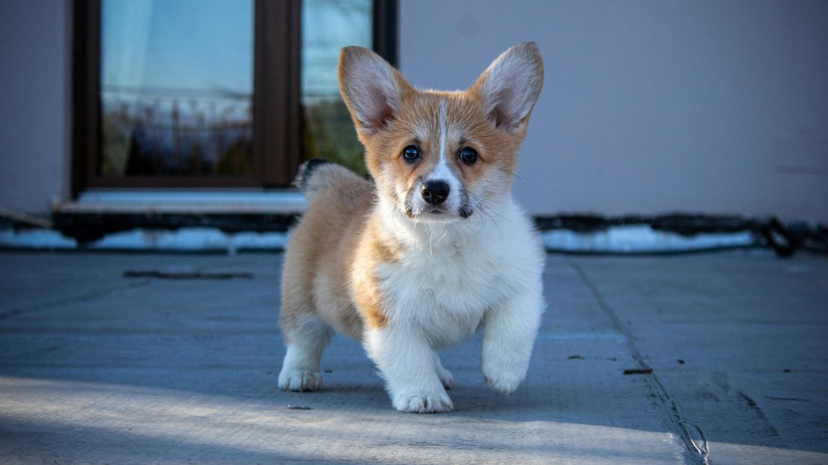 Corgi “Protests” Owners Skipping Pub, Leaving Viewers in Stitches