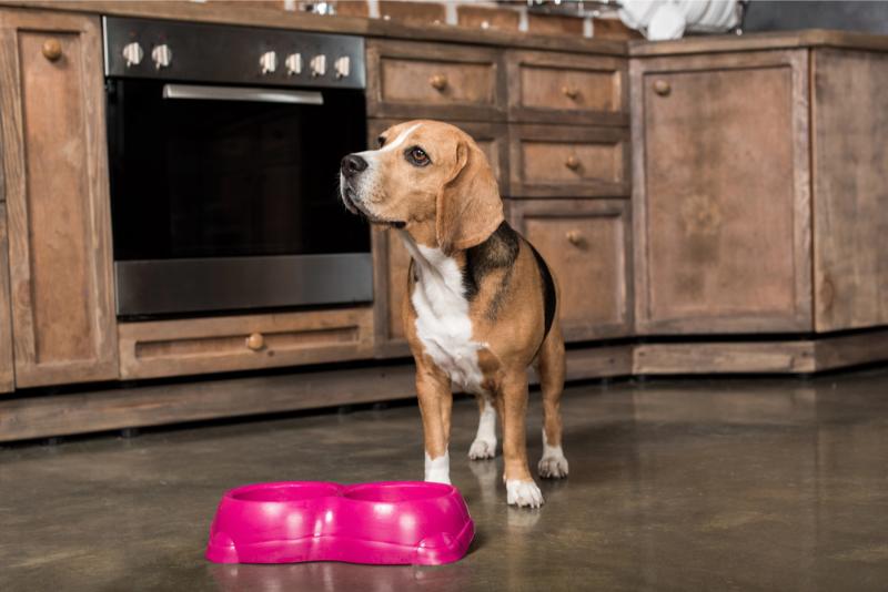 Hidden Dangers in Your Pet’s Food Bowl Veterinary Tips for Safer Feeding