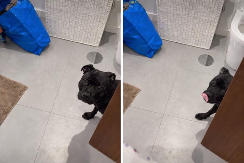 Dog’s Hilarious Retreat From Shampoo Bottle Captures Hearts Online
