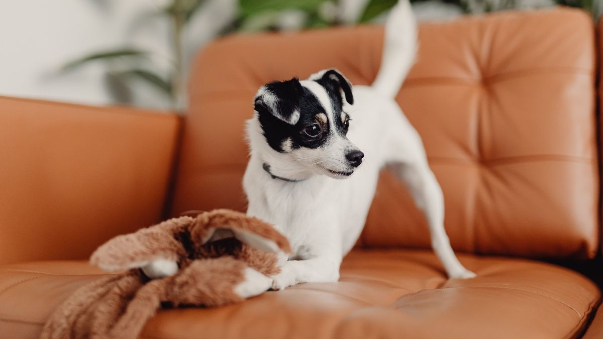 Why Some Dogs Form Deep Attachments to a Single Toy and Carry It Everywhere