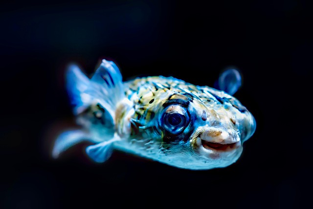 Pufferfish In A Natural Ocean Habitat