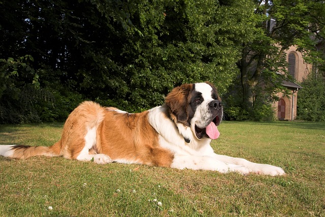 Saint Bernard Dog Family Friendly