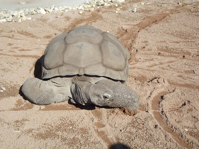 Seychelles Islands Beaches With Granite Boulders, Pink Sands, And Giant Aldabra Tortoises