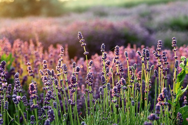 Lavender Flowers In A Garden Setting