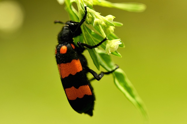 Blister Beetle On A Natural Background