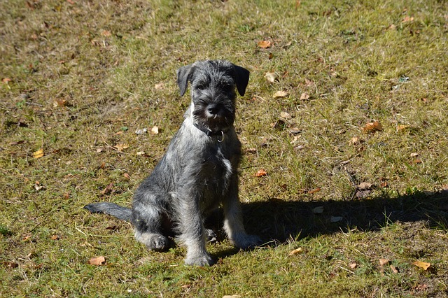 Standard Schnauzer Family Dog Loyalty