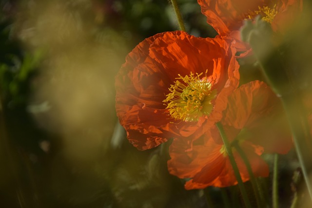 Poppy Flower In A Vibrant Garden Setting