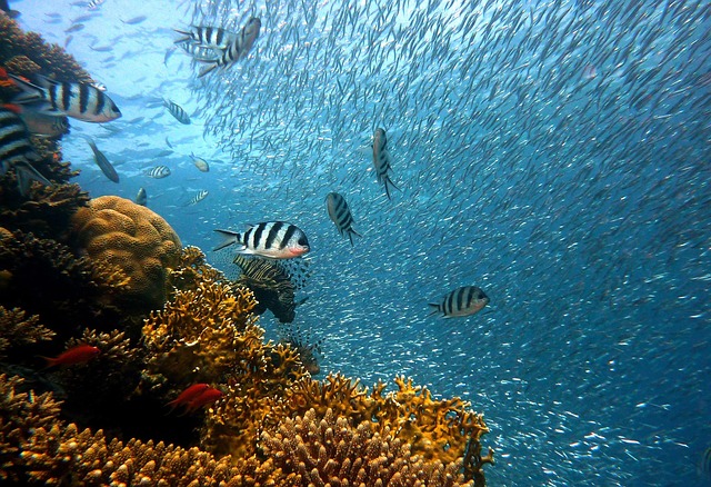 Maldives House Reefs Snorkeling Colorful Coral Fish