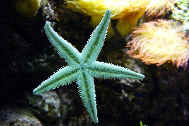Echinoderm