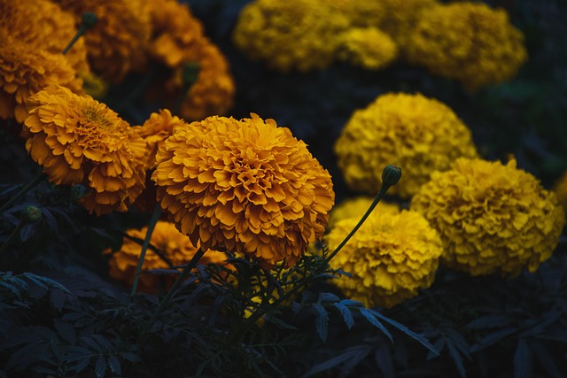 Marigolds In A Garden Setting With Bright Orange And Yellow Flowers