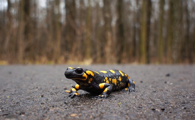 Fire Salamander
