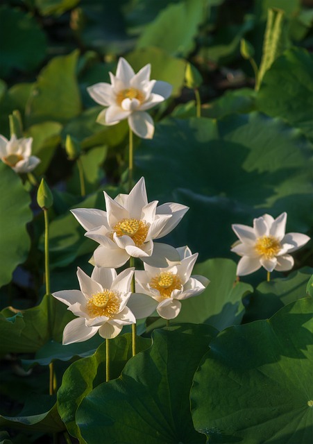 Taipei Botanical Garden Aquatic Displays Lotus Pond Seasonal Blooms