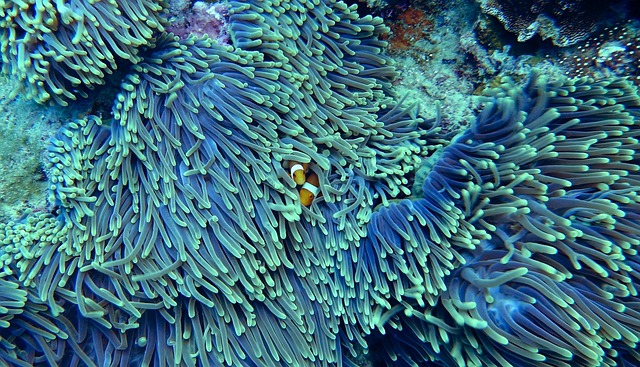 Tubbataha Reefs Snorkeling Vibrant Coral Philippines