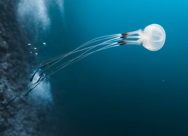 Box Jellyfish