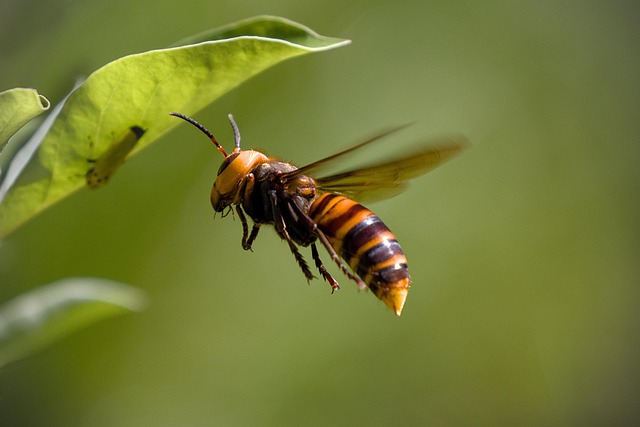Asian Giant Hornet