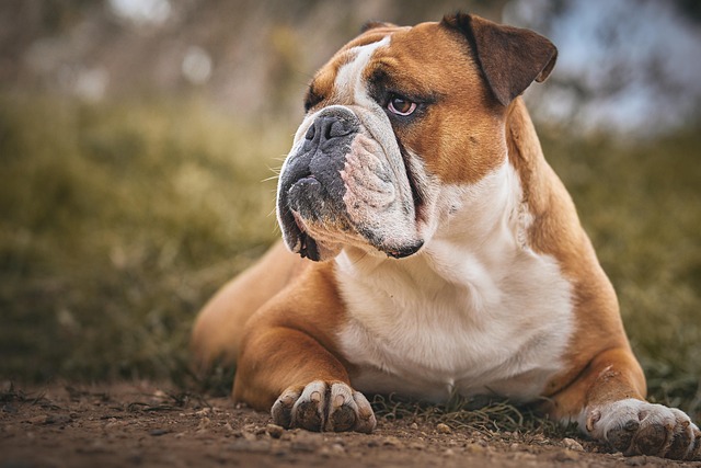 Bulldog Family Pet Loyalty Stock Photo