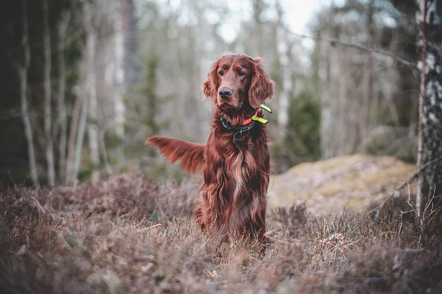Irish Setter Dog Family Outdoor