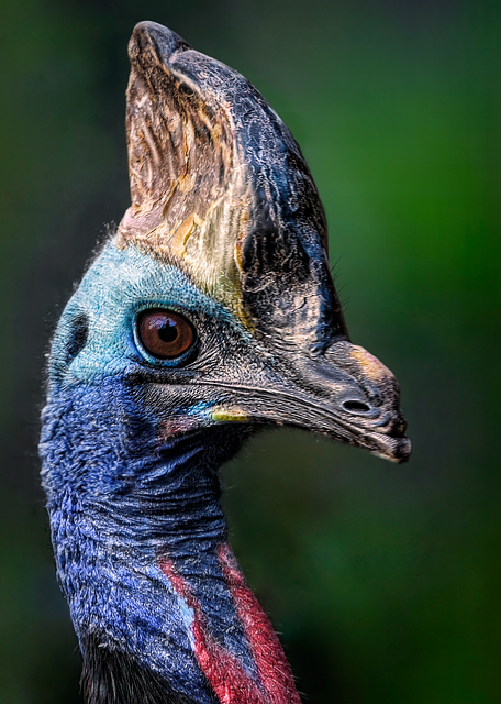 Southern Cassowary In A Natural Habitat