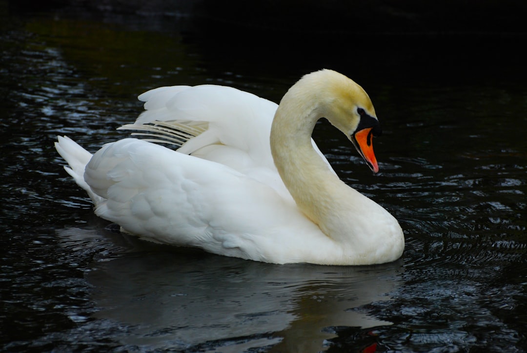 Swan Gliding On Water