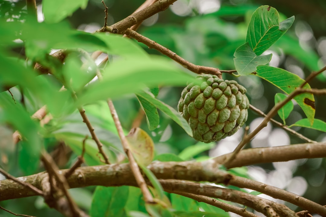 Cherimoya