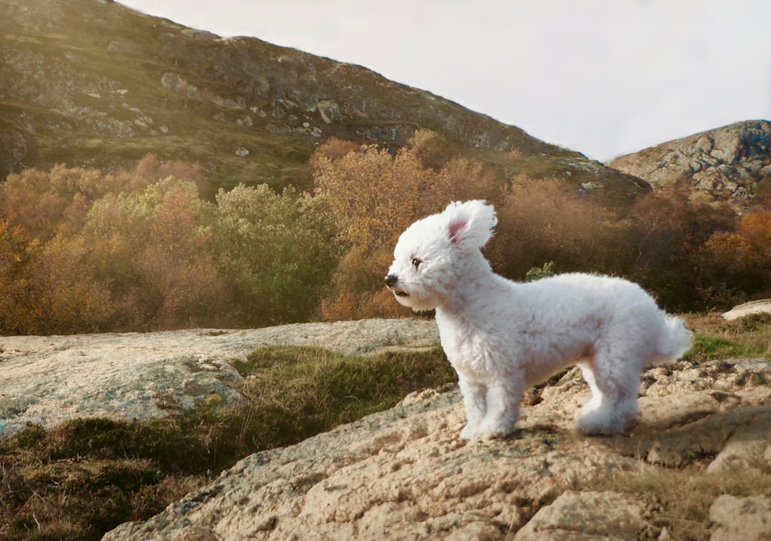Bichon Frise Dog With Fluffy White Coat And Teddy Bear Expression