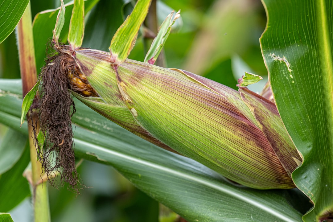 Damp Or Black Silk On Corn Cobs