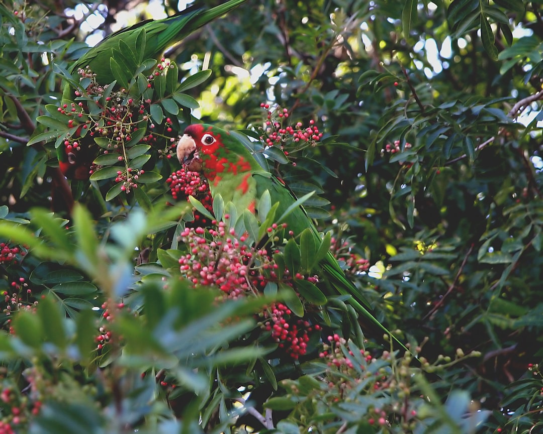 Red Baneberry Plant With Glossy Red Berries In Clusters On A Long Stalk Above Foliage