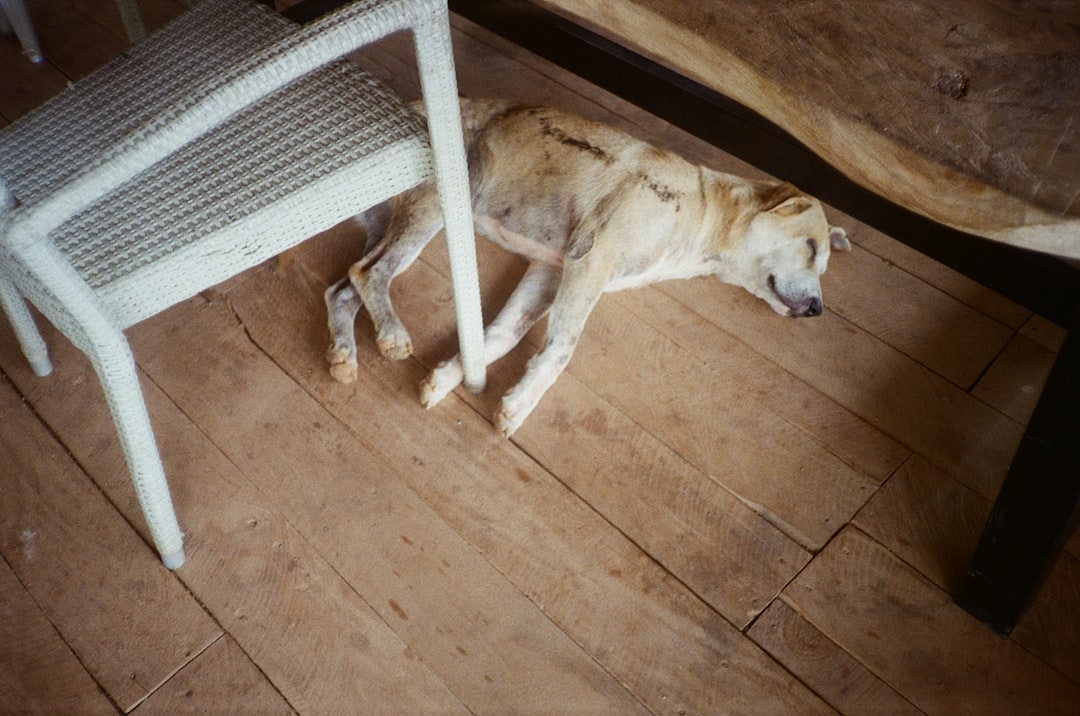 Senior Dog Moving Slowly, Struggling To Stand Up Or Lie Down, Using A Ramp, Orthopedic Bed Nearby