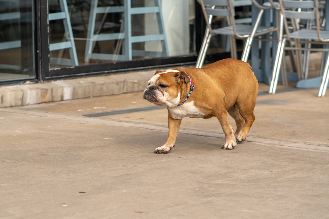 Senior Dog On A Scale With A Veterinarian Checking Weight