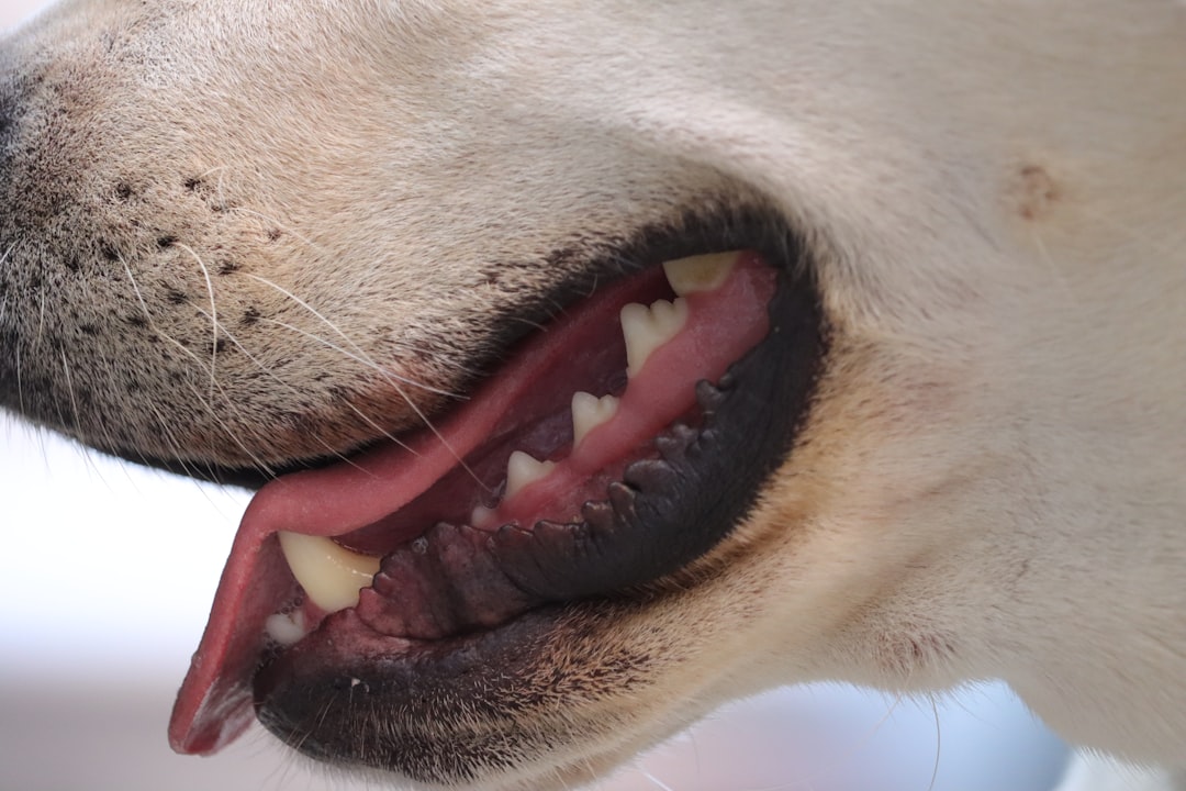 Dog With Bad Breath Showing Dental Issues