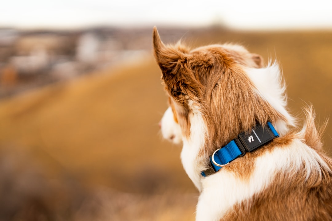 GPS Tracking Smart Collar For Dogs