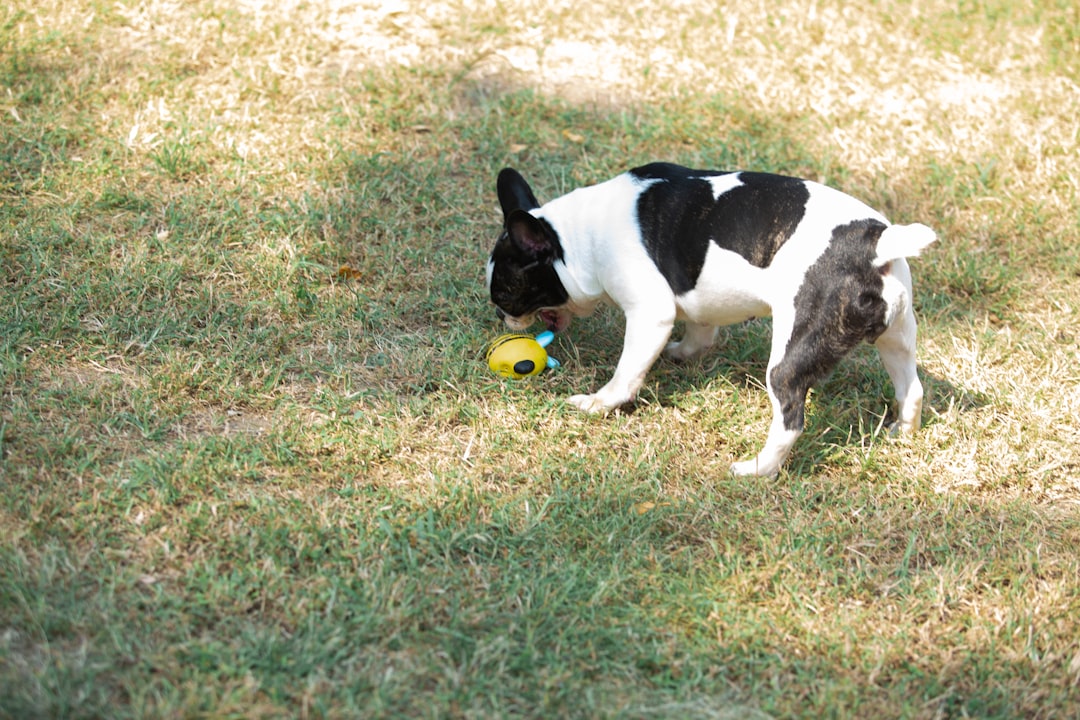 Automatic Ball Launcher For Dogs