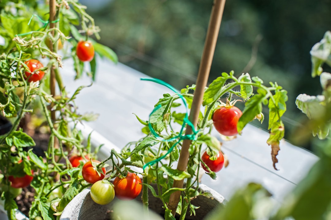 Tomato Cages In A Balcony Garden With Cherry Tomato Plants Growing Vertically In Five-gallon Buckets