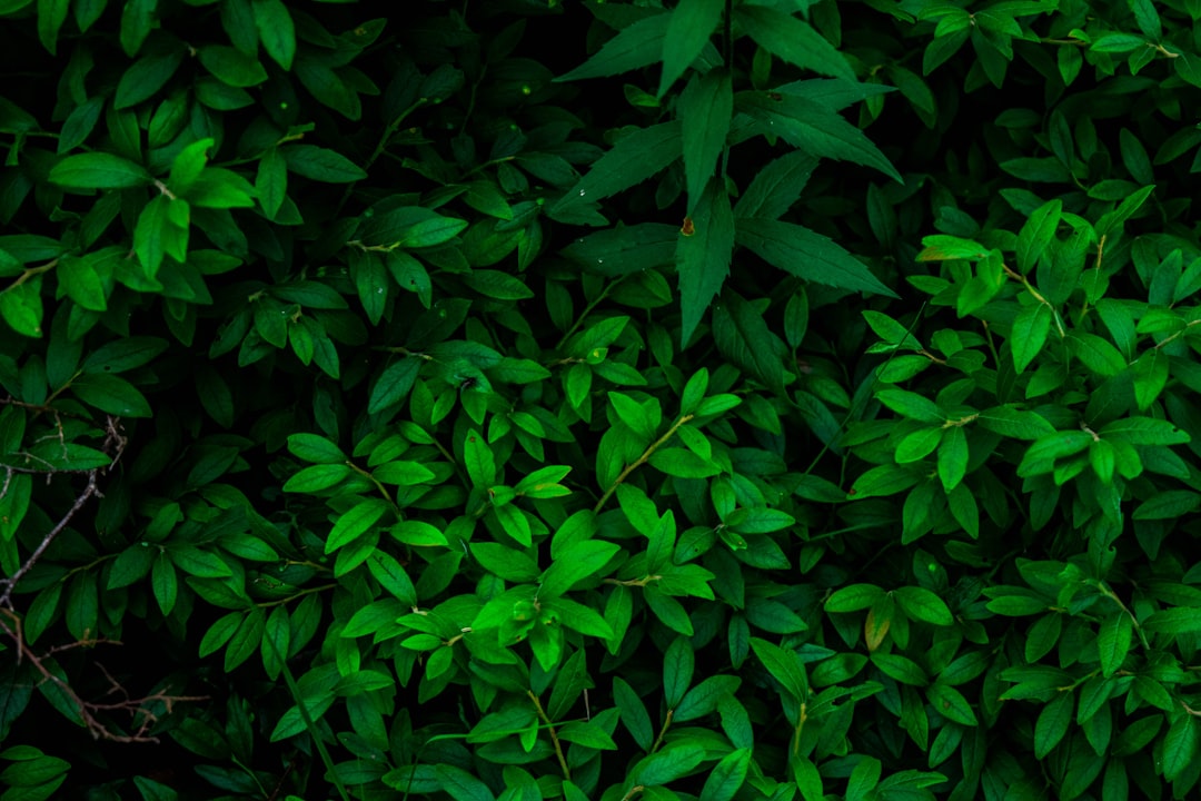 Emerald Gemstone On A Bed Of Lush Green Leaves