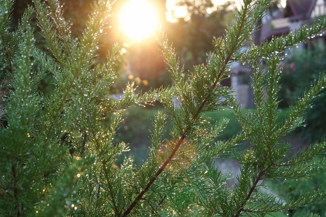 Peridot Gemstone With Sunlight Reflection In A Vibrant Summer Setting