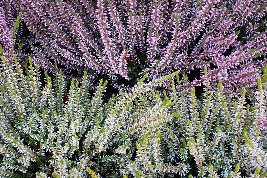 Winter Heather Flowers In Garden