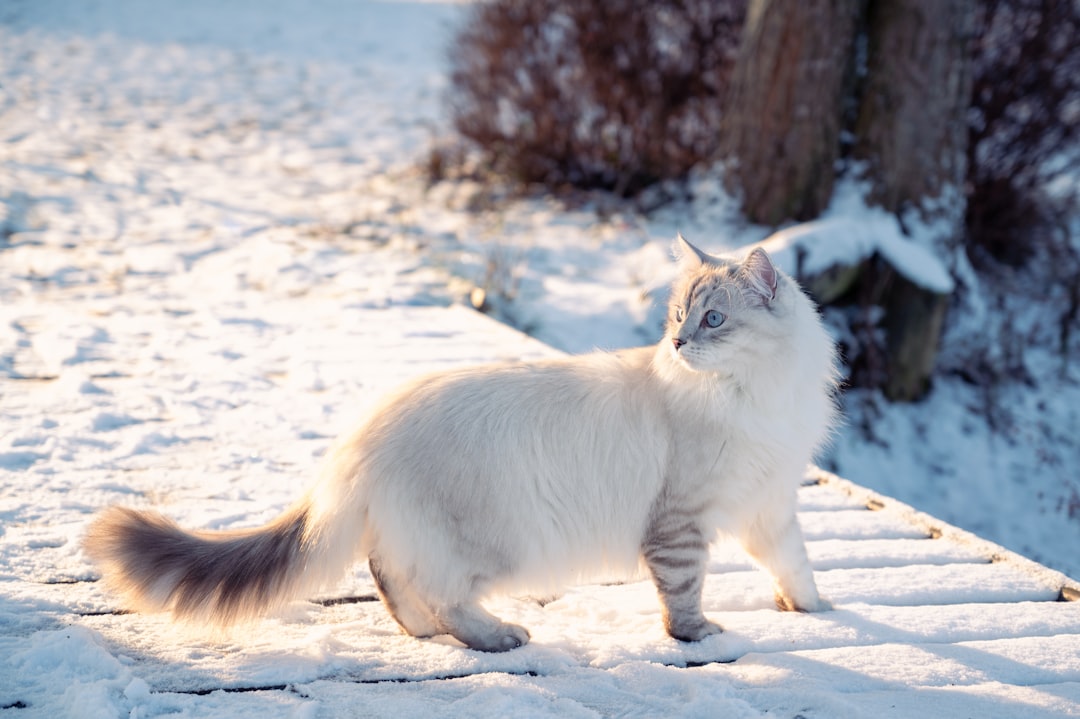 Siberian Cat With Fluffy Tail
