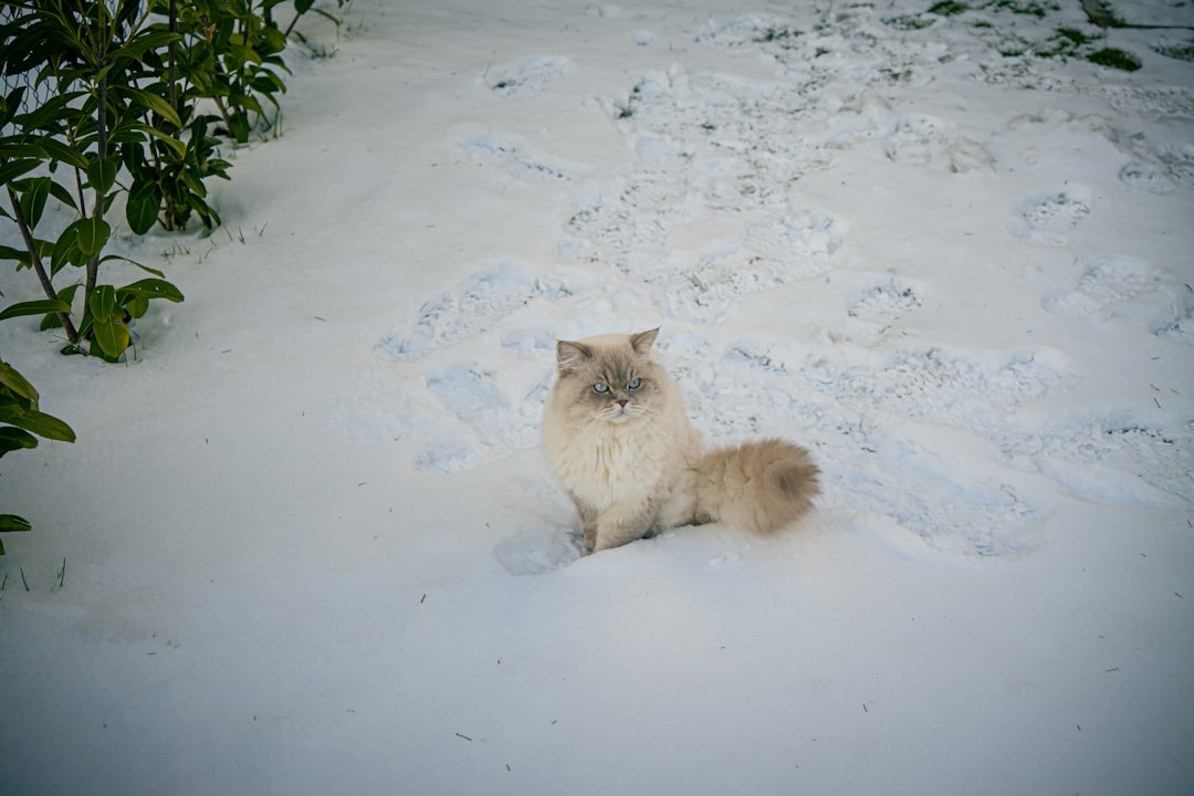 British Longhair Cat With A Fluffy Tail