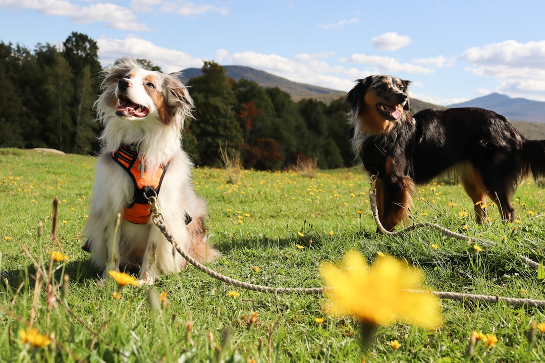 Australian Shepherd Family Loyalty Exercise